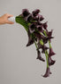 After Midnight cascading dark burgundy calla lily bridal bouquet